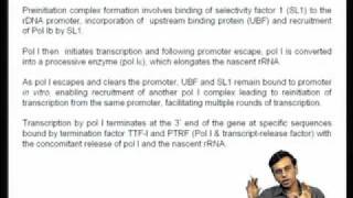 Mod-04 Lec-13 Regulation of RNA Pol I transcription