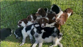 7 Week Old English Springer Spaniel Puppies - Taya’s babies. 