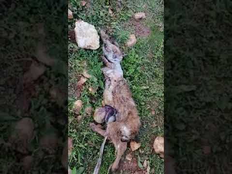 قتل ضبع في مخيمات ريف إدلب