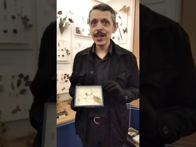 #shorts Бабочка капустница приносит не только вред!