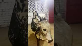 Panda 🐼🐂 #support #trending #barieidmubarak #cow #growth #janwar #video #shorts #youtube #share