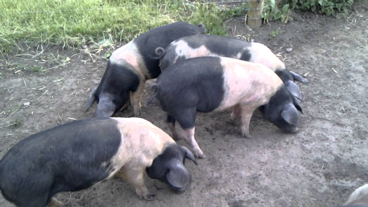 Free Range Rare Breed Pigs YouTube