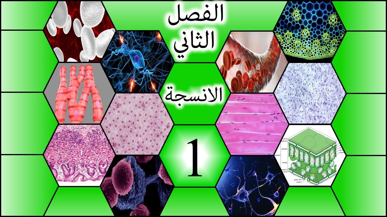 طريقة رسم نسيج اللحاء للسادس الاعدادي-الفصل الثاني