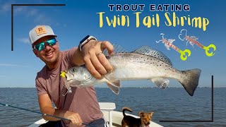 DockSide TV 'Seagulls on Summer Shrimp'
