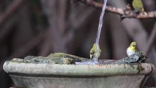 นกแว่นตาขาวสีทอง Oriental White-eye เล่นน้ำ