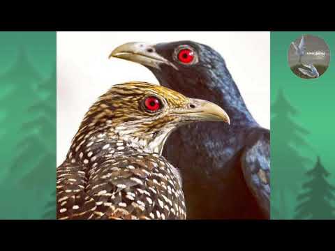 Suara Pikat Burung Tuwu Gacor Burung Yg Mempunyai Teriakan Mistis