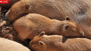 ROBLOX | LIVE บ่าว เกือบมาสายแล้วยังดีมาทันเดะอ้ายตุ้ย!