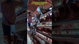 Gravity Feed Setup for Poultry System : How Multi-Level Hopper Distributes Feed into Cage Lines