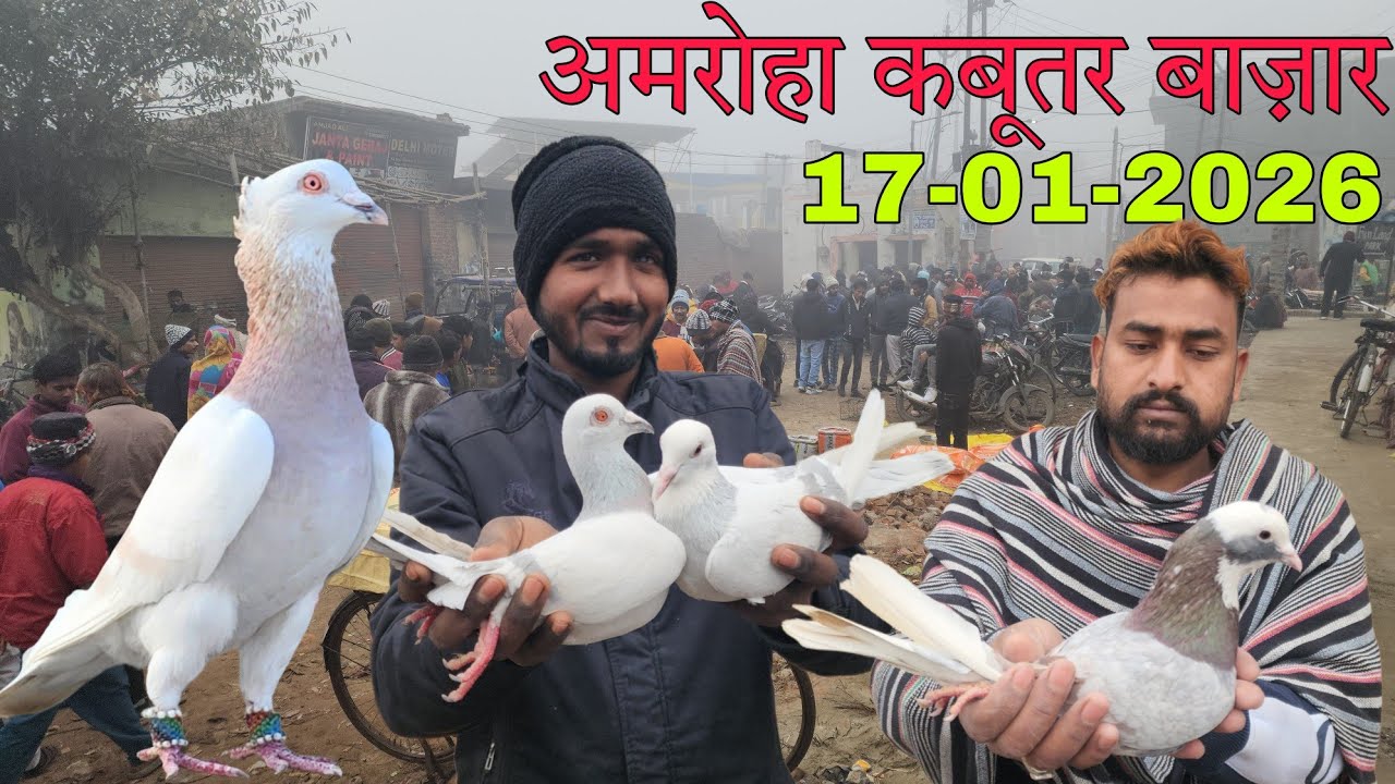Amroha kabootar market 🕊️ 17-01-2026. अमरोहा कबूतर बाज़ार। Gola kabootar market.