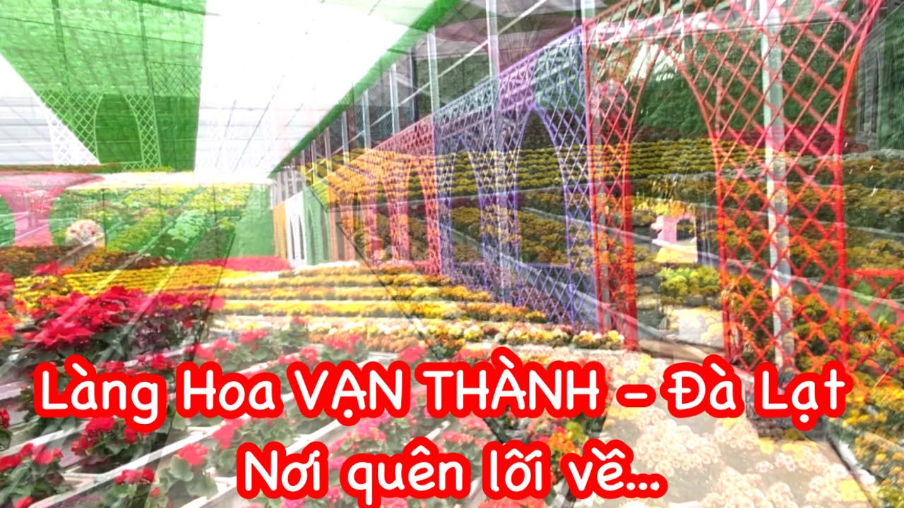 #36- Đến Làng Hoa VẠN THÀNH - Đà Lạt - Nơi sống ảo quên lối về với hàng trăm bức ảnh đầy màu sắc.