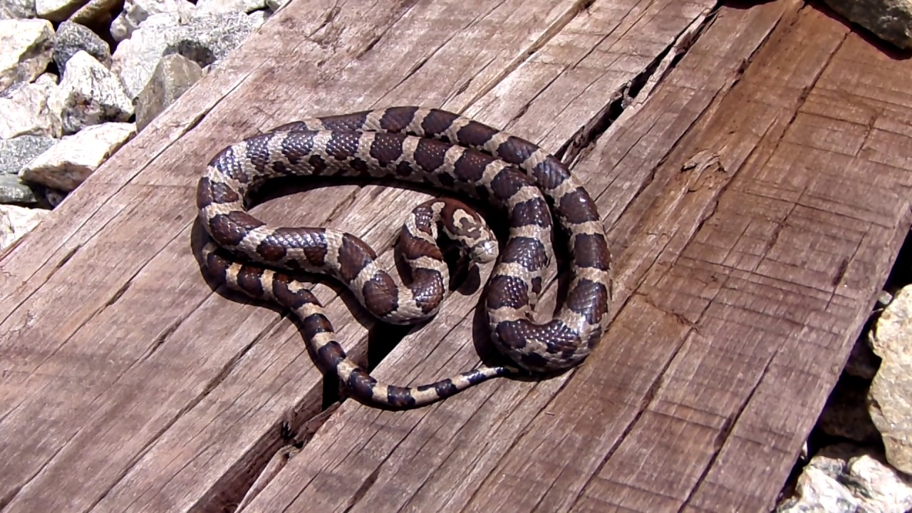 eastern milk snake pa Mike Venom - Nice Eastern Milk Snake