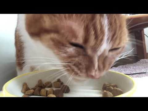 ASMR 猫がカリカリご飯を食べる音