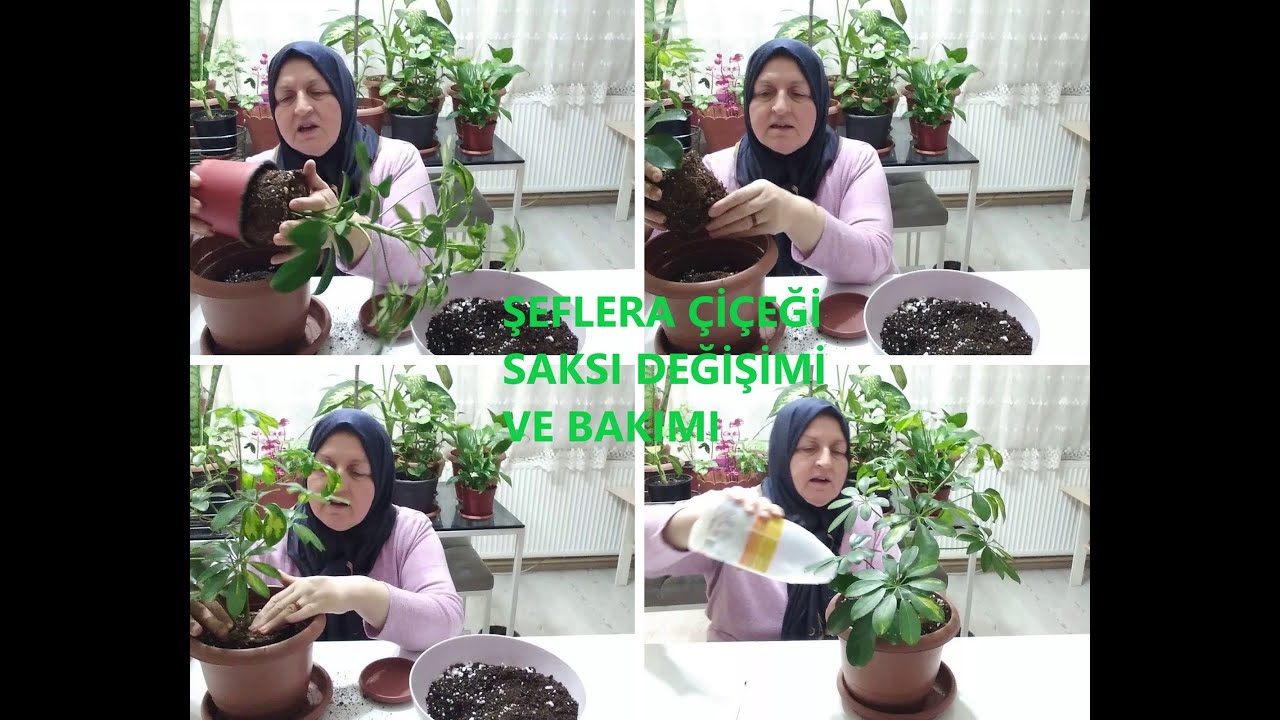 ŞEFLERA ( SCHEFFLERA) BEŞPARMAK ÇİÇEĞİ SAKSI DEĞİŞİMİ VE BAKIMI NASIL YAPILIR ?