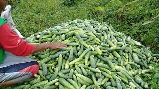 petikan timun yang ke 20 //timun Buana 23