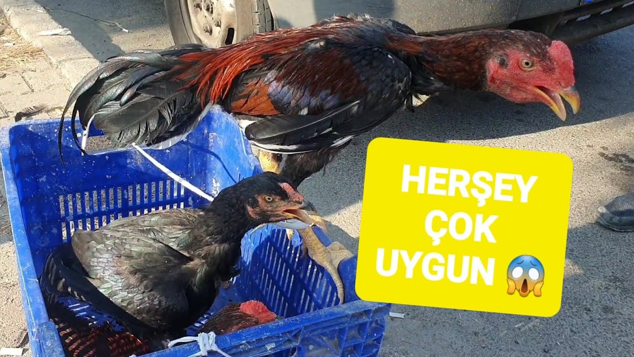 ADANA GÜVERCİN VE TAVUK PAZARI 15.09.2024 