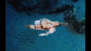 The Little Dragonfish