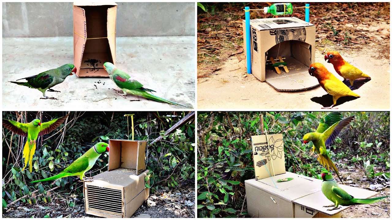 Parrot Method How to trap a parrot| 🦜 trap easy method| ஒரு கிளியை எப்படி சிக்க ...