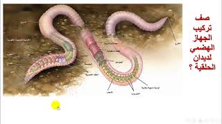 الديدان الحلقية Annelids