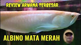 REVIEW ARWANA TERBESAR ALBINO MATA MERAH.