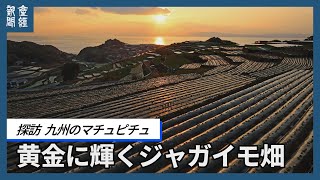 【探訪】「九州のマチュピチュ」黄金に輝く棚畑　長崎・南串山
