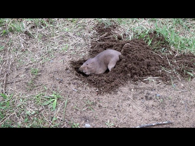 Gopher Digging a Hole class=