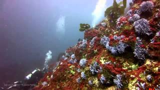 Farnsworth Bank diving - sea lion, jelly, salp & more