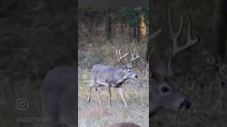 Celebrity Daniel Arms of @ArmsFamilyHomestead Gets a 2nd Chance! #bigbuck #hunting #bowhunting #archery Wealth