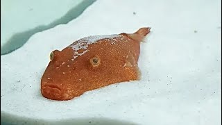 What does a pet PUFFER FISH do? by Chucklesome Creatures 455 views 1 year ago 2 minutes, 14 seconds