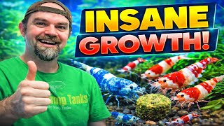 Shrimp Feeding Saturday: Weekly Feeding Routine & Hybrid Shrimp Growth