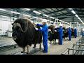 Inside the Musk Ox Wool Factory — From Arctic Beast to $1,500 Luxury Sweaters (Full Process)