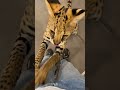 【おはようサーバルシリーズ㉟】