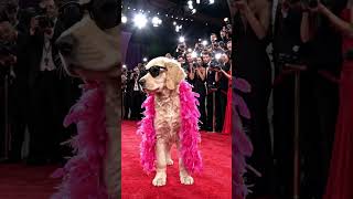 Dog Giving Funny Interview 😂 | Cute Talking Dog Viral Video..#cutecat #babycartoon #kidsvideo