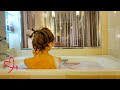 $97! Luxury OKINAWA Hotel🌺Harborbiew Hotel with Club Lounge😴🛌Japan🇯🇵沖縄ハーバービューホテルのクラブラウンジ満喫！お泊まりレビュー