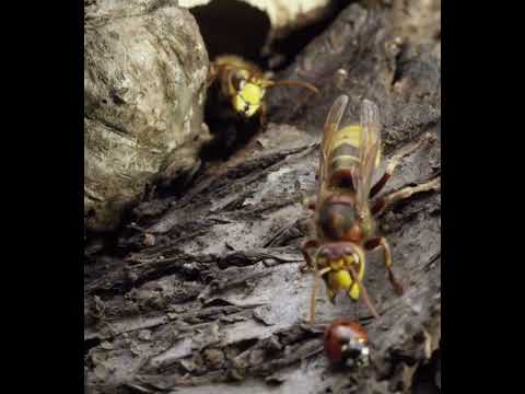 Video: Boj proti mravelj in uničevanje klopov