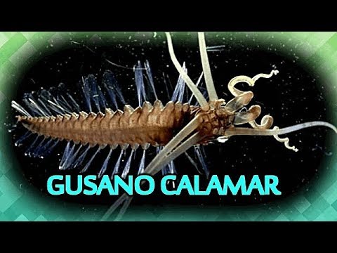 Curiosidad ( Animal ) : Gusano Calamar - YouTube