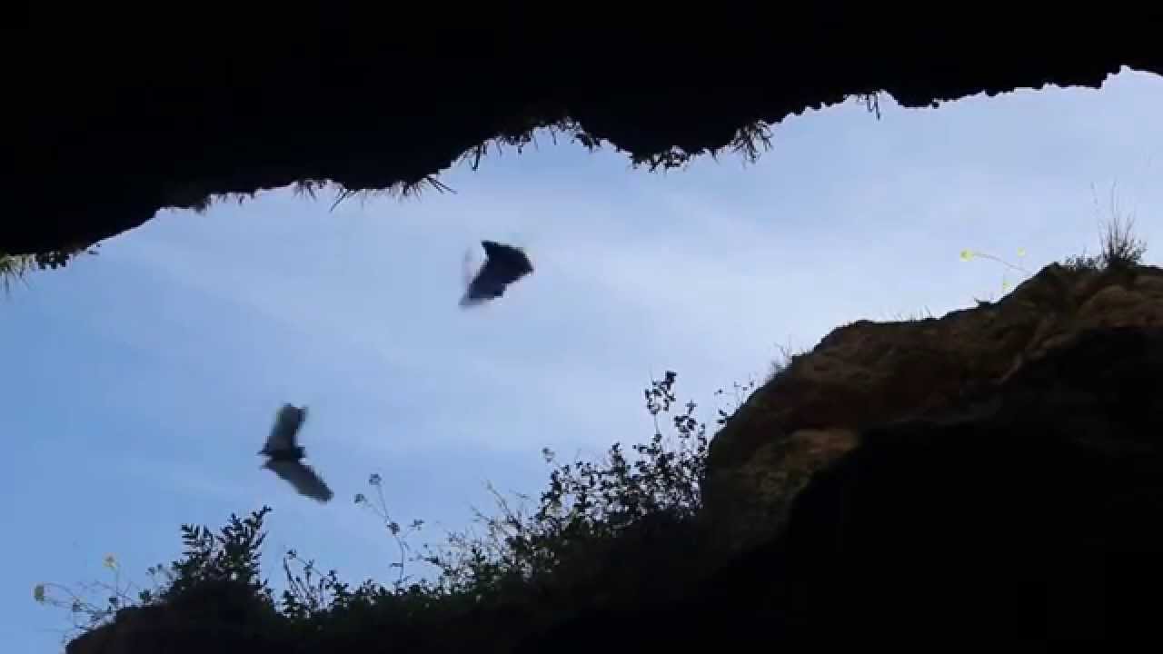 Egyptian fruit bat or Egyptian rousette (Rousettus aegyptiacus) - Cyprus