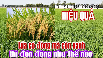 Giải đáp thắc mắc trong việc BÓN PHÂN ĐÓN ĐÒNG cho lúa để đạt hiệu quả cao nhất - lê chung vlog