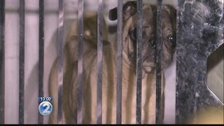 More than 30 dogs rescued from Kahaluu home in animal cruelty investigation