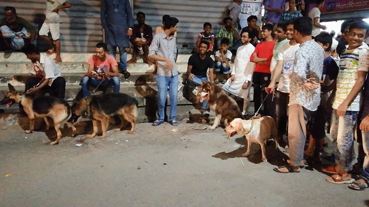 WoW! Amazing street dog market in Dhaka Bangladesh Galiff street dog