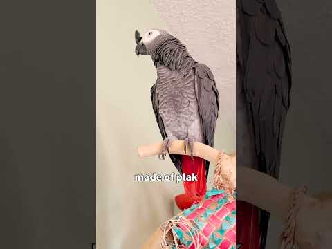 Video: 250+ Cool Parrot Navne til din ekstraordinære fugl (fra Ess til Wingham)