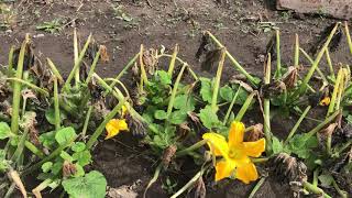 Zucchini Still Alive After Frost Kill