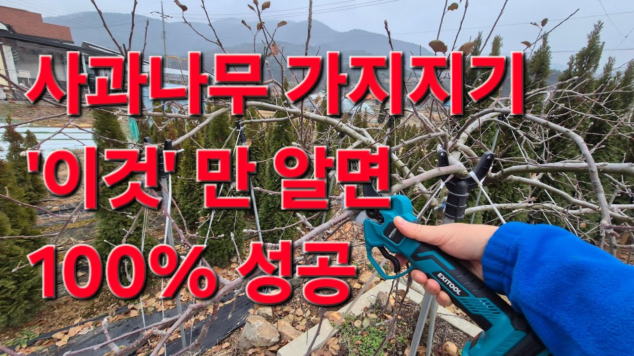 Как обрезать яблоню. Почему не стоит смотреть видео о садоводстве!