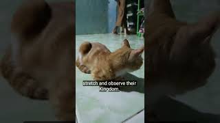 Download Lagu this is kethuru😁 #cat MP3