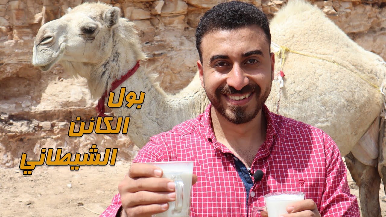 بول الكائن الشيطاني الإبل ومعلومات مهمة عنه