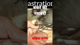 Castration l Dr Umar Khan