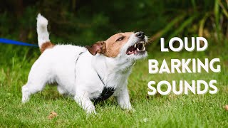 Dogs BARKING LOUD SOUNDS Compilation - See How Your Dog REACTS