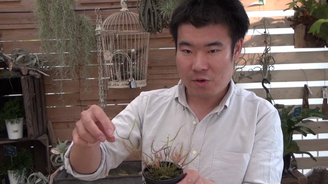食虫植物 モウセンゴケの育て方 日常管理 Youtube