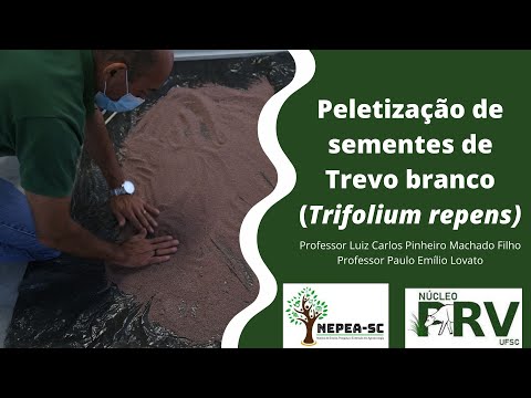 Vídeo: Veteranos Do Trevo Estabelecem Sementes