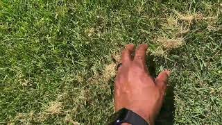 Stop leaving grass clippings or UNDERDOG is out! ‍♂