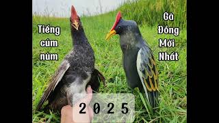 Tiếng Cúm Núm Gà Đồng Nghe Là Tới